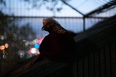 Golden Pheasant Bird