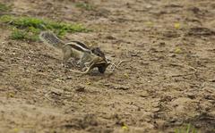 Five-striped palm squirrel with her dead baby