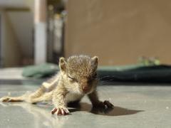 young five-striped palm squirrel