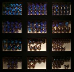 Farfalle morpho in Galleria del Costume, Florence