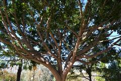 tree in park de l'Oest of València