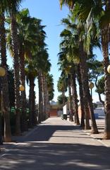 Parc de l'Oest with palm trees