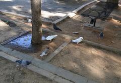 Doves in the Oest Park of Valencia