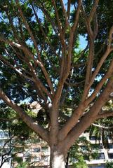 Tree in Parc de l'Oest, València