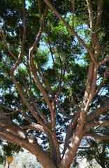 Branches in Parc de l'Oest, Valencia