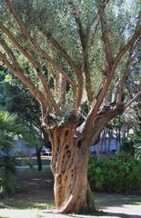 Ancient olive tree in Parc de l'Oest, Valencia