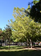 Parc de l'Oest de València with pine trees