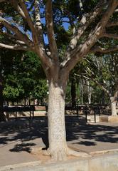 tree trunk in Parc de l'Oest, Valencia