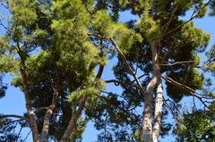 pine trees in Parc de l'Oest, Valencia