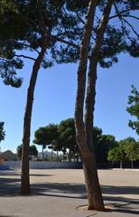 Pine trunks in Oest Park, Valencia