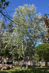 Àlber tree in parc de l'Oest in Valencia