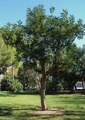 Garrofer tree in Parc de l'Oest