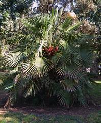 Margalló palm tree in the Parc de l'Oest, Valencia