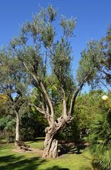 olive tree in Parc de l'Oest, Valencia