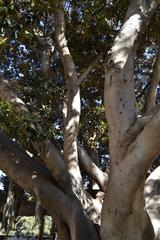 Ficus del Parterre de València branches