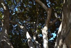 Ficus tree branches in Parterre Garden of Valencia