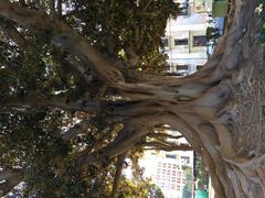 Monumental Ficus tree in Plaza de Tetuán, Valencia, Spain