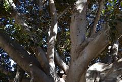 Branches of the ficus tree in Parterre Garden, Valencia