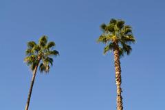 Palm trees at Parterre in Valencia