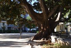 El Parterre, València, ficus tree