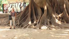 enormous tree in Valencia