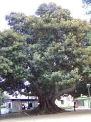 Ficus tree in Valencia