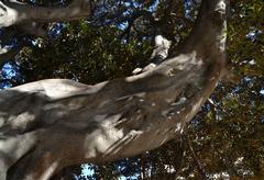 Branch of Ficus del Parterre de València