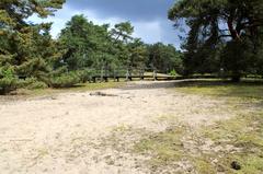 Holzsteg über sandige Flächen im Naturschutzgebiet Schwanheimer Düne in Frankfurt am Main