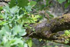 Baunrinde mit Blättern im Naturschutzgebiet Schwanheimer Düne