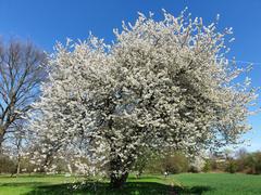 Blossoming cherry tree at Schwanheimer Düne nature reserve