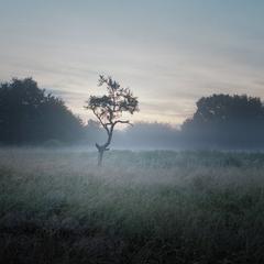 Dawn in Schwanheimer Dune