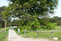 Start of the boardwalk at Schwanheimer Düne nature reserve in Frankfurt, with sandy terrain and surrounding vegetation