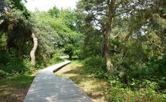 Boardwalk through Schwanheimer Düne in Frankfurt