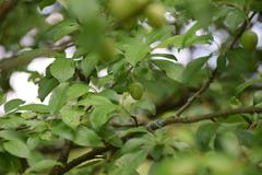 green leaves on a tree branch