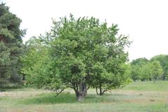 Tree on a meadow in Schwanheimer Düne nature reserve