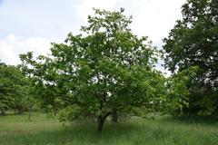 Tree on a meadow in Schwanheimer Düne nature reserve, Hessen