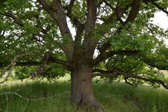 tree with leaves in nature reserve