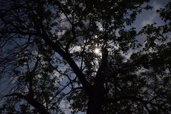 Tree blocking the sun at Schwanheimer Düne nature reserve