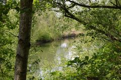 Tree in front of a lake