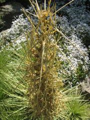 Aciphylla subflabellata plant at Royal Botanic Garden Edinburgh