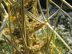 Aciphylla subflabellata plant close-up