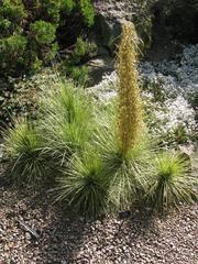 Aciphylla subflabellata plant