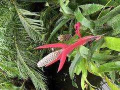 Aechmea bromeliifolia at Royal Botanic Garden Edinburgh