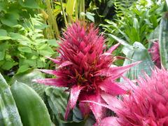 Aechmea fasciata in Royal Botanic Garden Edinburgh