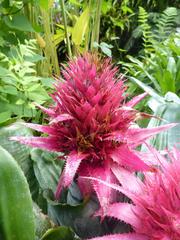 Aechmea fasciata plant at Royal Botanic Garden Edinburgh