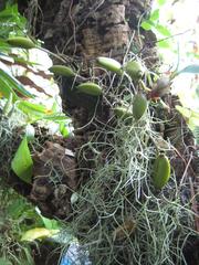 Aeschynanthus pulcher at Royal Botanic Garden Edinburgh