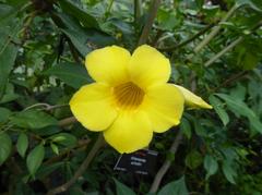 Allamanda schottii at Royal Botanic Garden Edinburgh