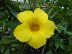 Allamanda schottii flower at Royal Botanic Garden Edinburgh