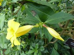 Allamanda schottii flower at Royal Botanic Garden Edinburgh