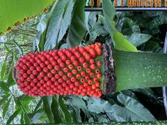 Amorphophallus titanium blooming